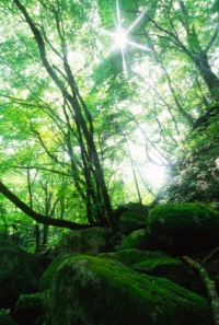 Natural setting of Blue Mountains